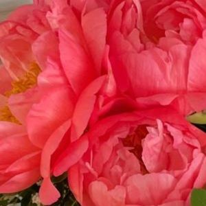 Meet your Posher, Raizy